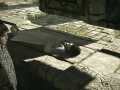 SHADOW OF THE COLOSSUS™_20180208201429